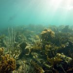 Korallboden bisnisbuzz